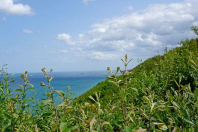 Wilde Natur an den Klippen von Longues-sur-Mer