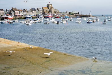 Möwen im Hafen von Barfleur in der Normandie