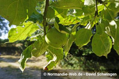 Aus diesem Apfel wird einmal Cidre werden.