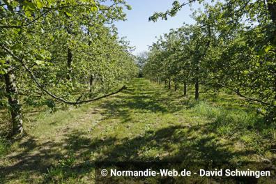 Apfelbäume so weit das Auge reicht: Hier wachsen auf 25 Hektar die Äpfel für den Cidre