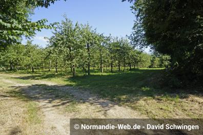 Die Obstplantagen der Cidrerie Le Père Mahieu