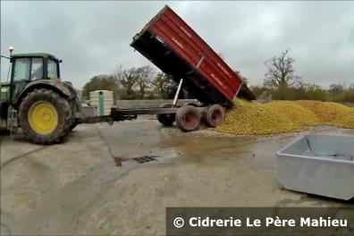 Der Traktor kippt die Ernte ab. Insgesamt fasst so ein Anhänger ca. 7 Tonnen Äpfel